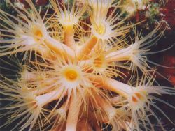 Parazoanthus axinellae in the Mediterranean sea (-40 mt) ... by Ferdinando Meli 